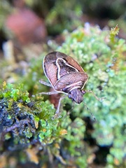 Mormidea lugens