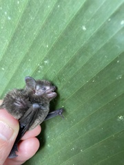 Myotis nigricans