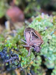 Mormidea lugens