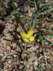 Camissonia pusilla