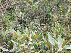 Epidendrum secundum