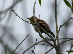 Myiophobus fasciatus