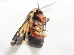 Ardices curvata