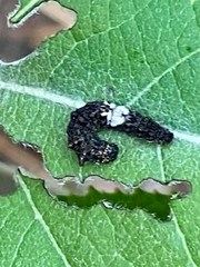 Limenitis