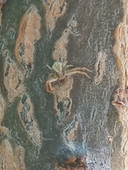 Thomisidae