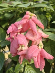 Mussaenda erythrophylla