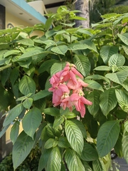 Mussaenda erythrophylla
