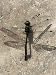 Coryphaeschna adnexa