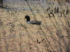 Fulica rufifrons