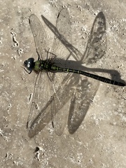 Coryphaeschna adnexa