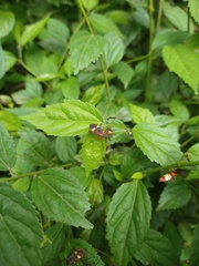 Dysdercus albofasciatus