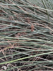 Schoenoplectus californicus