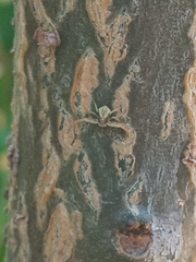Thomisidae