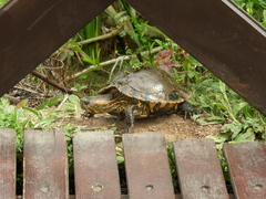 Trachemys dorbigni