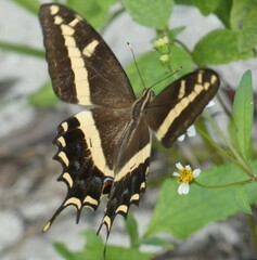 Heraclides andraemon