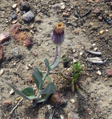 Image of Othonna gymnodiscus by no rights reserved