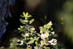 Metrosideros polymorpha polymorpha