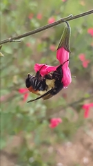 Bombus ephippiatus