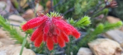 Erica cerinthoides cerinthoides