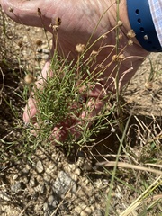 Sidneya tenuifolia