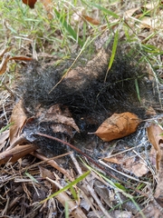 Phycomyces