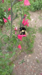 Bombus ephippiatus