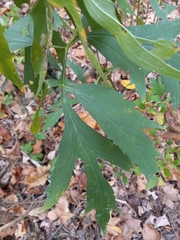 Rudbeckia laciniata