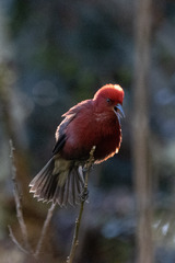 Himatione sanguinea