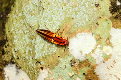 Semiotus intermedius