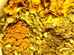Polycauliona polycarpa