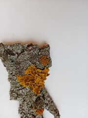 Polycauliona polycarpa