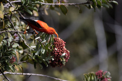 Drepanis coccinea