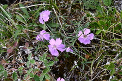 Dianthus repens