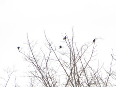 Sturnus vulgaris