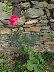 Alcea rosea