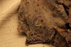 Enchytraeidae