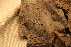 Enchytraeidae