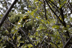 Chlorodrepanis virens wilsoni