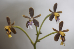 Epidendrum exasperatum