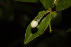 Daphnopsis racemosa