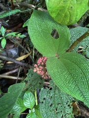 Miconia crenata