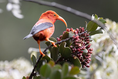 Drepanis coccinea