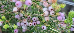 Erica hirtiflora