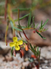 Camissonia strigulosa