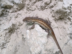 Sceloporus aeneus