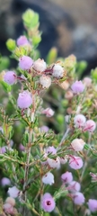 Erica hirtiflora