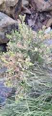 Erica hirtiflora
