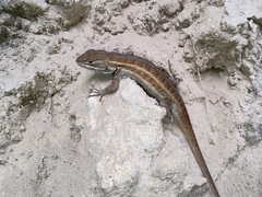 Sceloporus aeneus