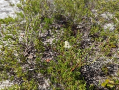 Polygonum dentoceras
