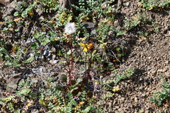 Packera heterophylla